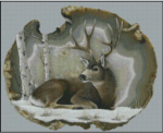 (image for) Mule Buck Deer
